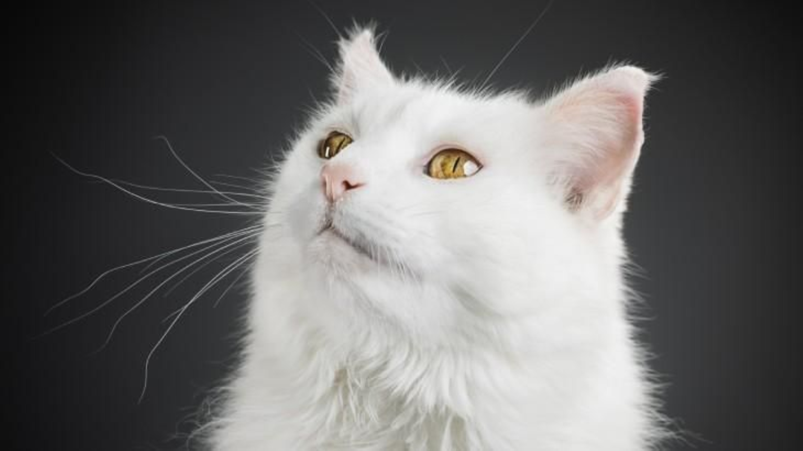 razas de gatos blancos 3