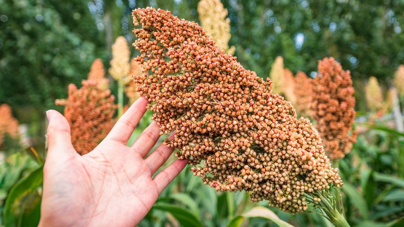 Planta del sorgo  Planta del sorgo