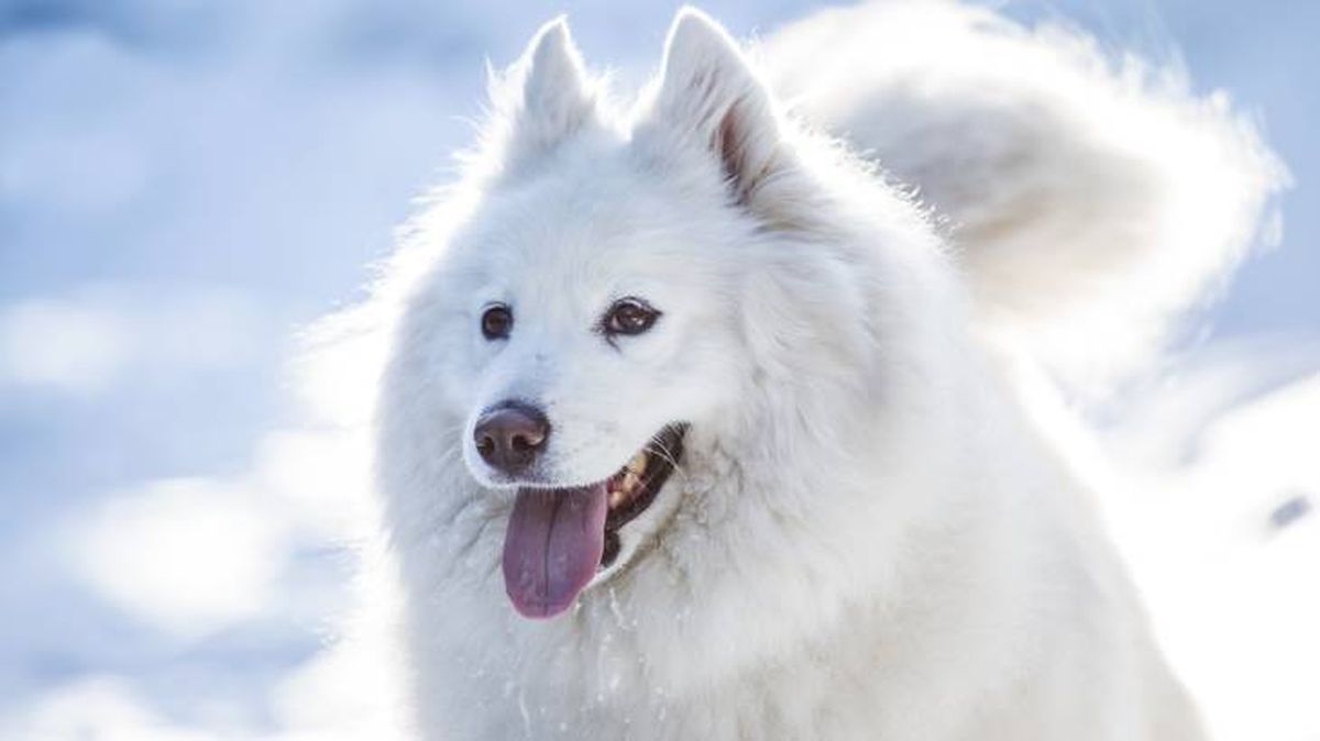 El Samoyedo es un perro nórdico con un llamativo pelaje blanco
