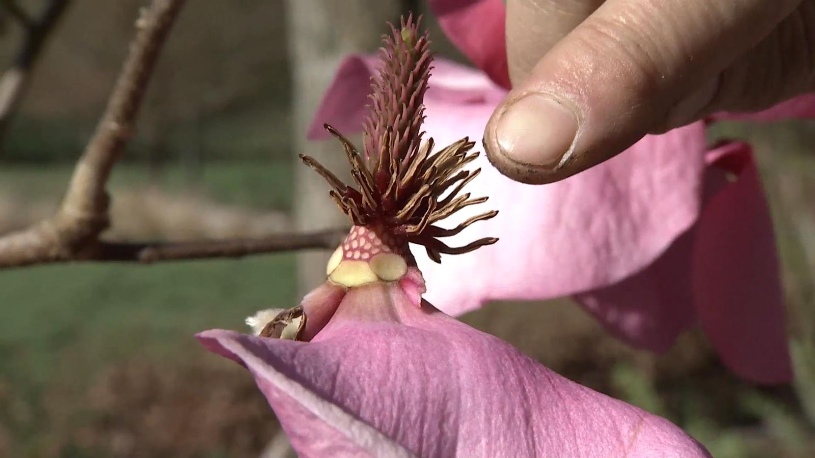 deco726 jardineria magnolios pistilos