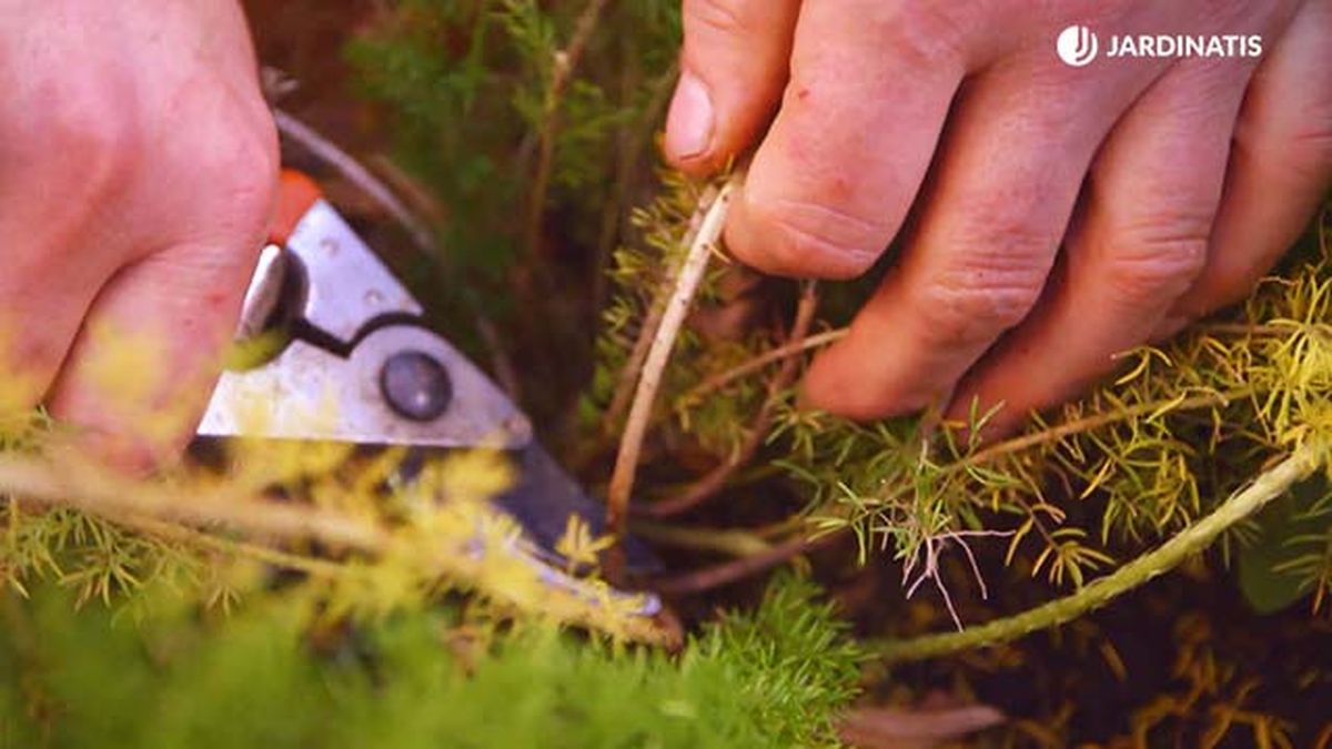 brico 0904 3 revitalizar plantas heladas esparraguera cortar tallos