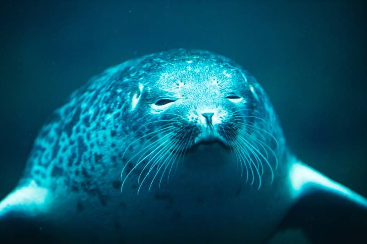 En cautiverio algunas focas pueden llegar a desarrollar comportamientos estereotípicos.