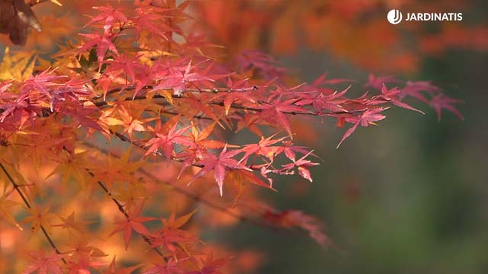 arce japones en otono arbol mas bonito de otono arce japones en otono arbol mas bonito de otono