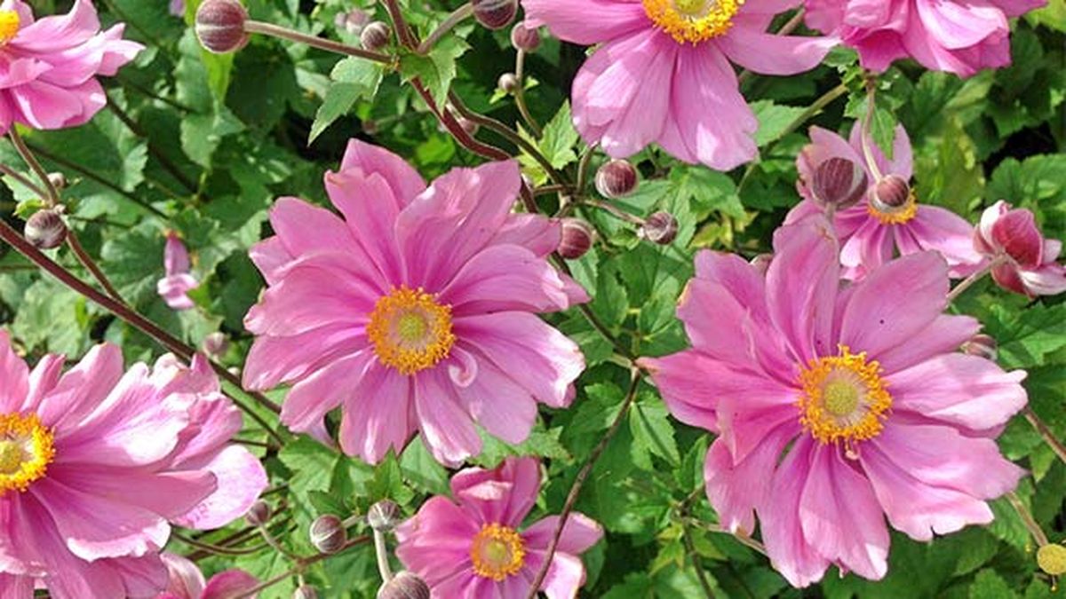 flores de otono anemona japonica