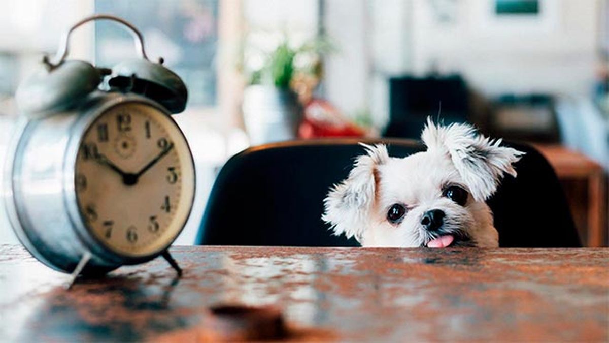 Tener paciencia y adaptarlos de nuevo a los horarios regulados.