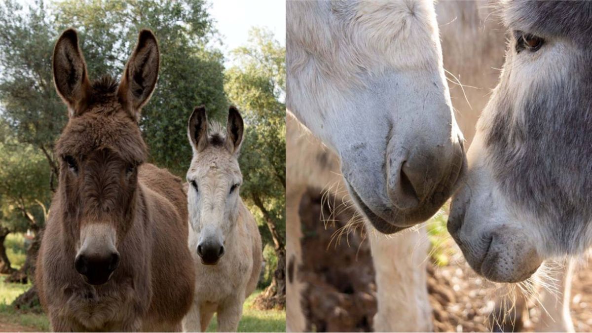 burros adopcion requisitos refugio el burrito
