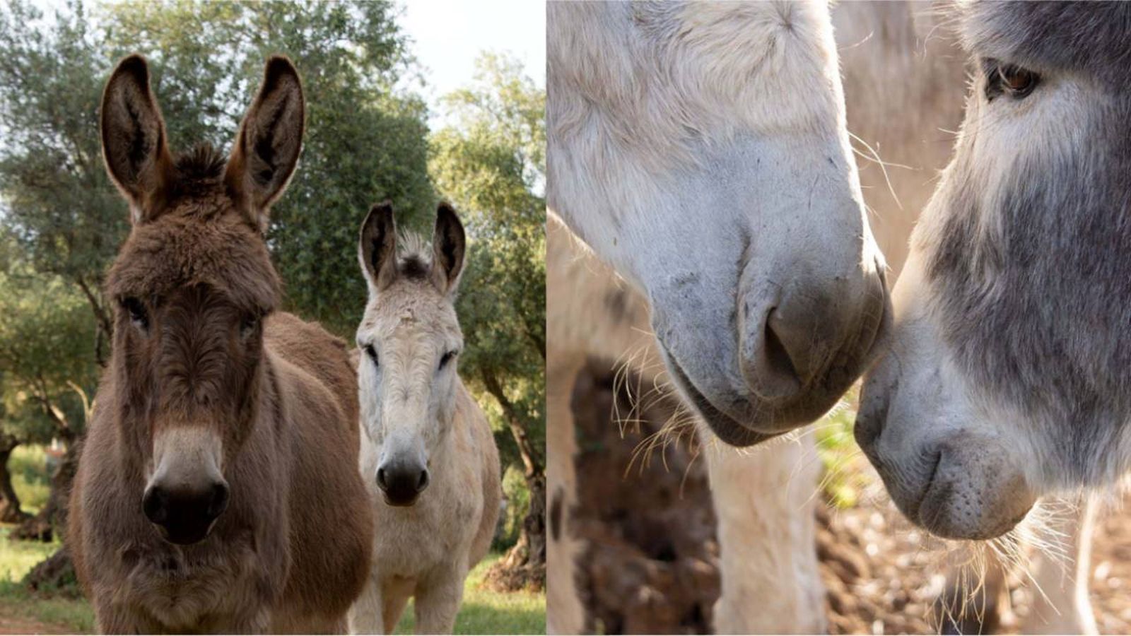 burros adopcion requisitos refugio el burrito burros adopcion requisitos refugio el burrito