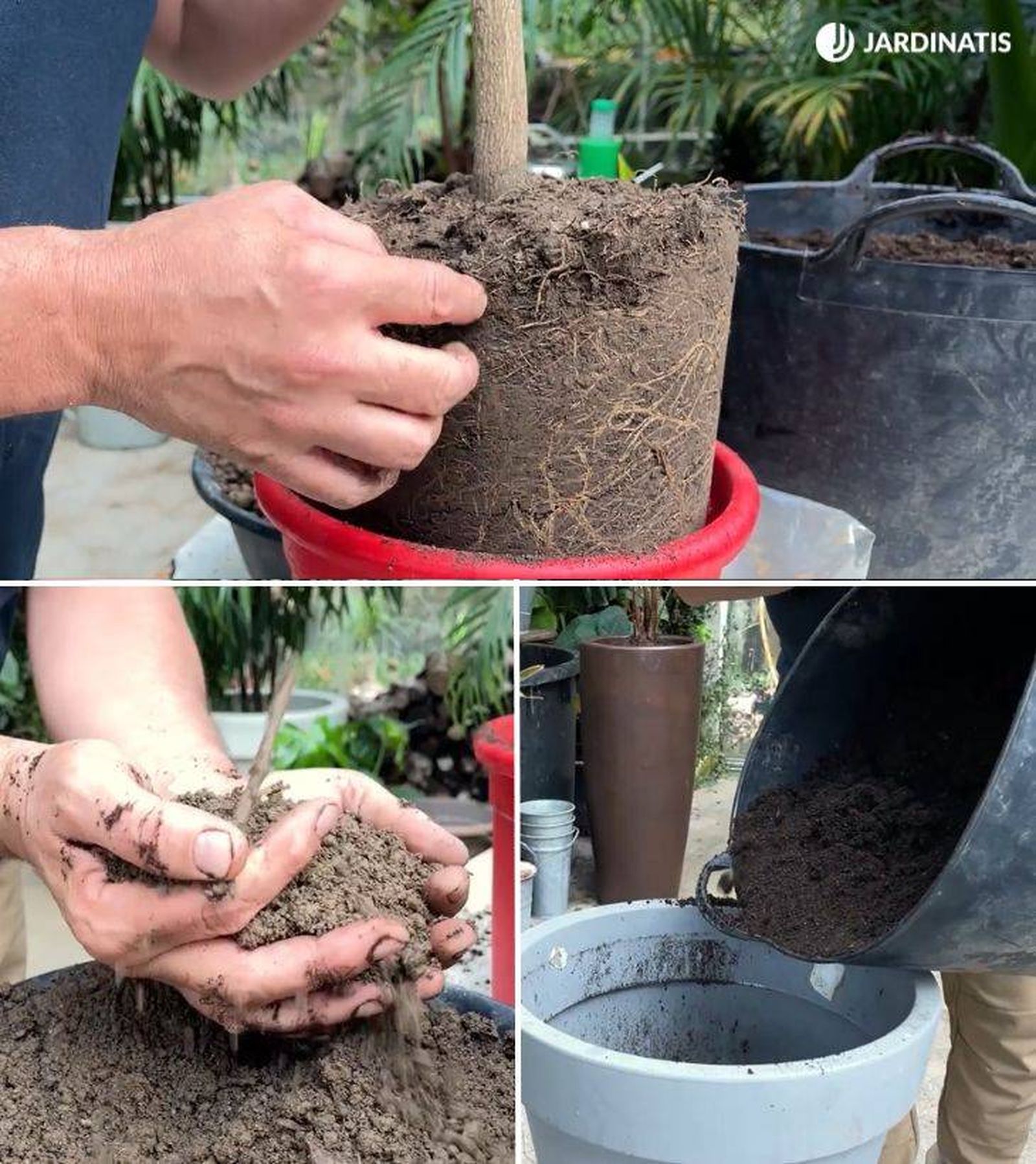 sustrato casero para naranjo maceta jardinatis