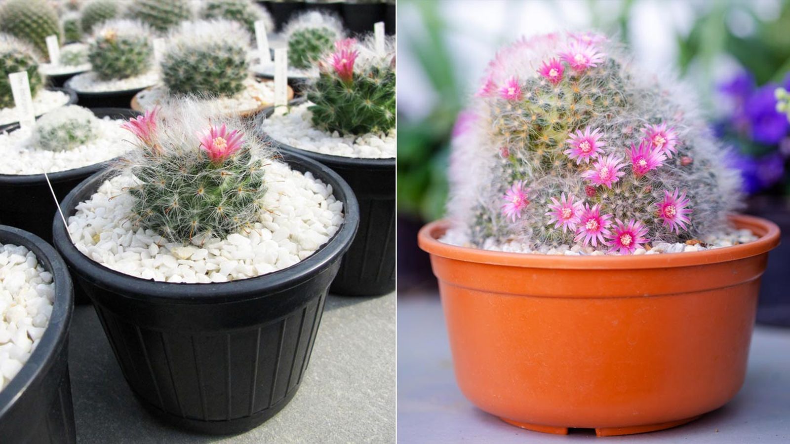 cactus mammilaria xl cactus mammilaria xl