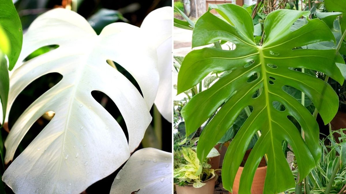 plantas albinas caracteristicas curiosidades plantas sin color