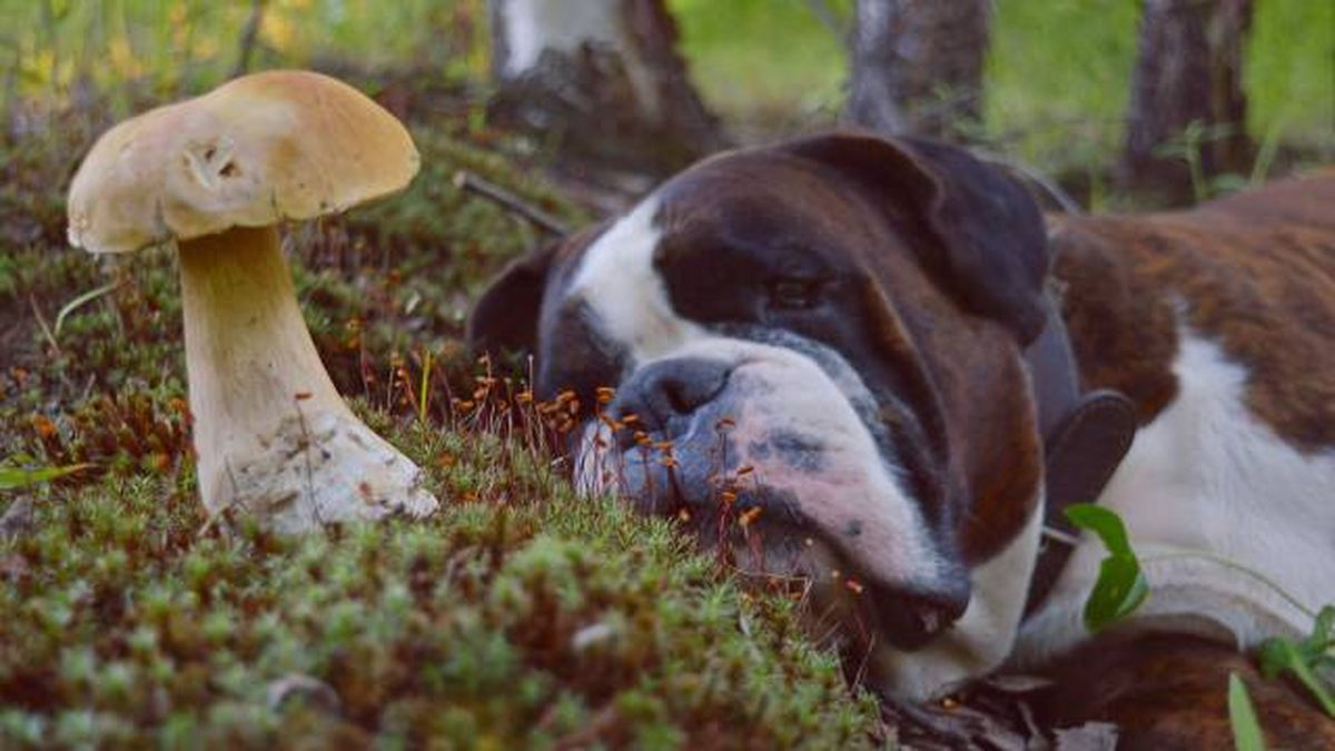 setas venenosas peligro intoxicacion perros