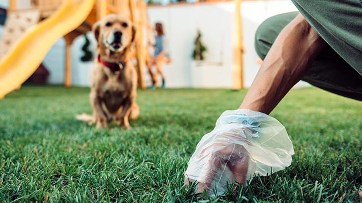 perros comen heces 2