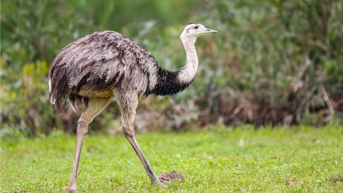 animales que empiezan por n aves Nandu Comun