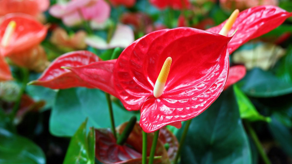 anturio consejos para su cuidado