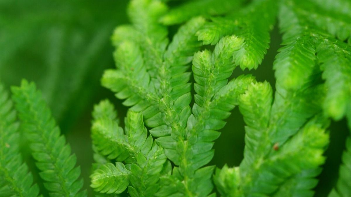 selaginella plantas estancias pequenas