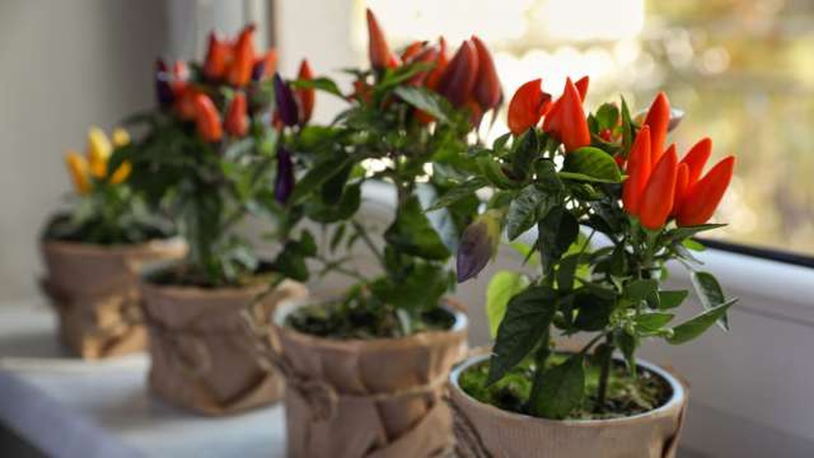 Capsicum annuum