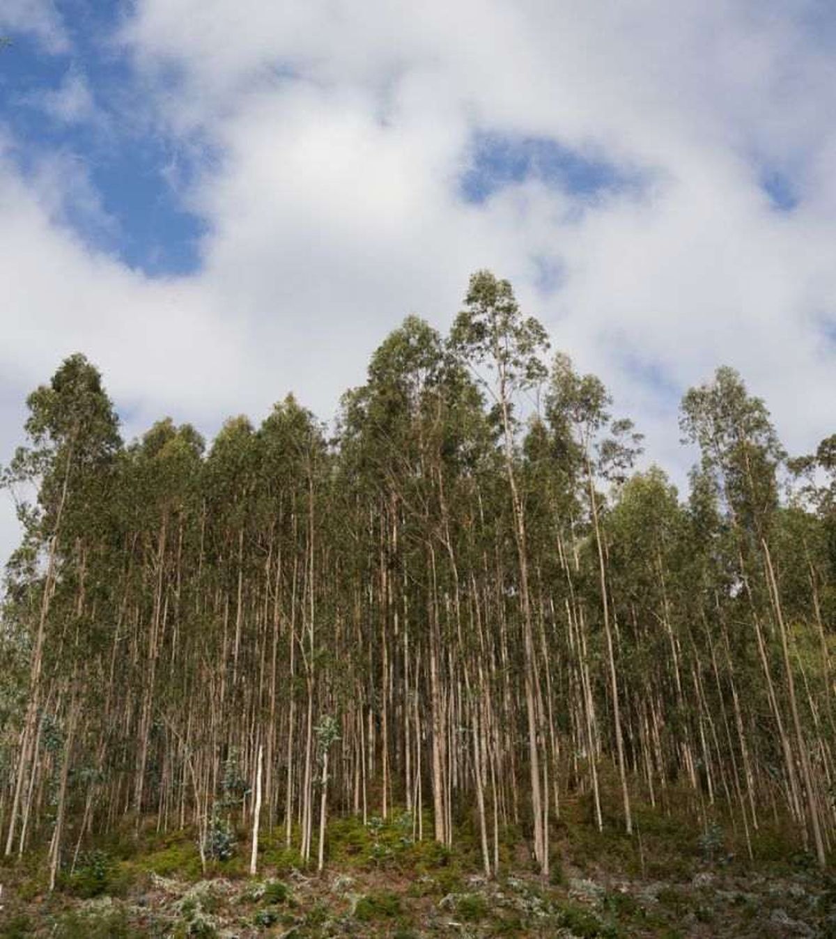 eucaliptos jovenes cerca de la costa gallega