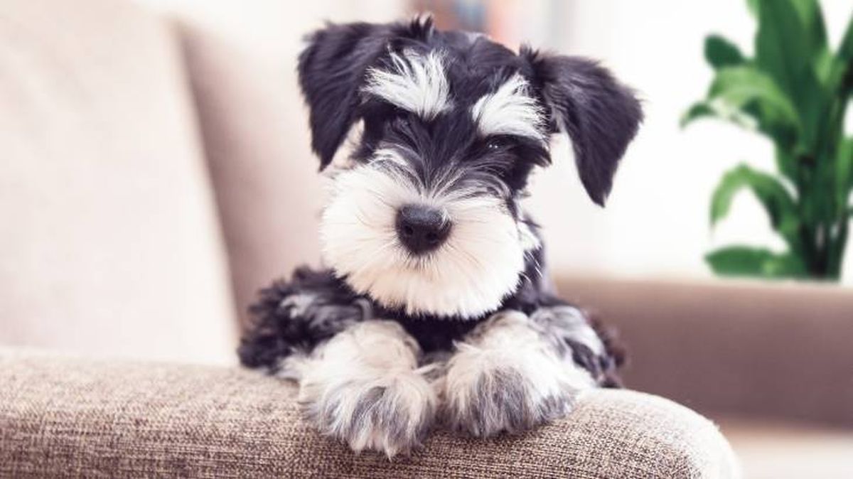 mascotas hipoalergenicas perros