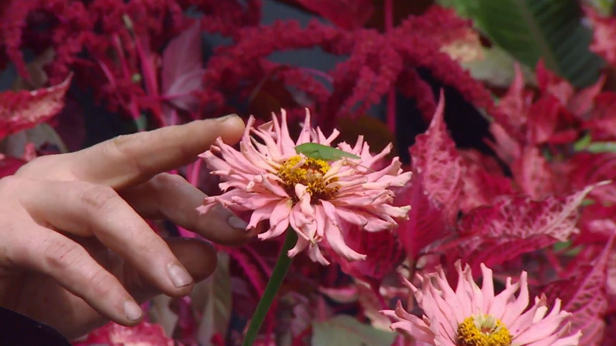 deco 0669 composicion floral rosas negros alegria alocasia zinnias