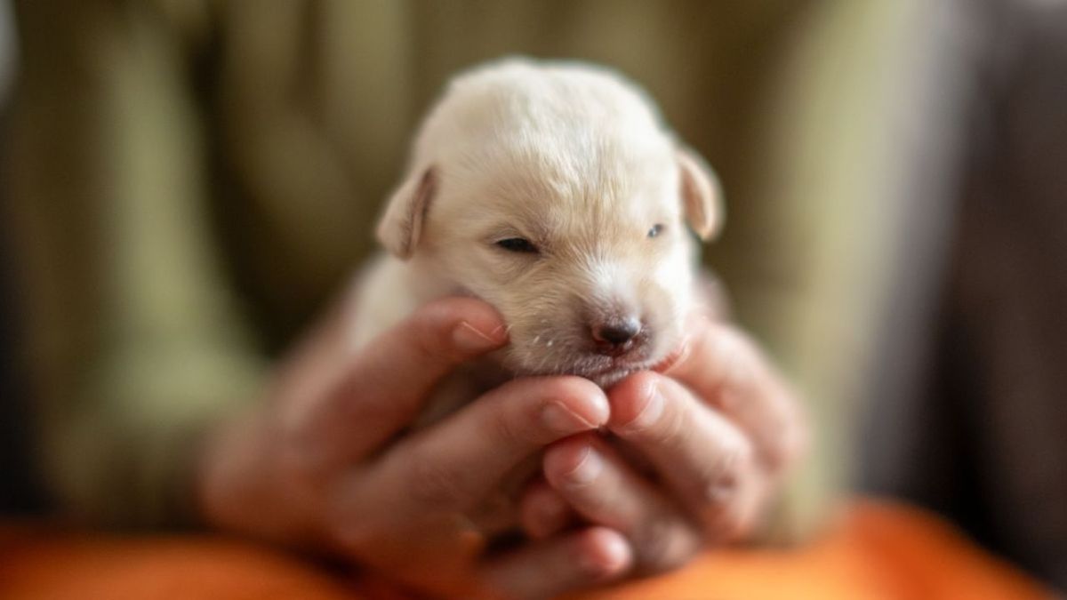 como cuidar a un cachorro de perro ok