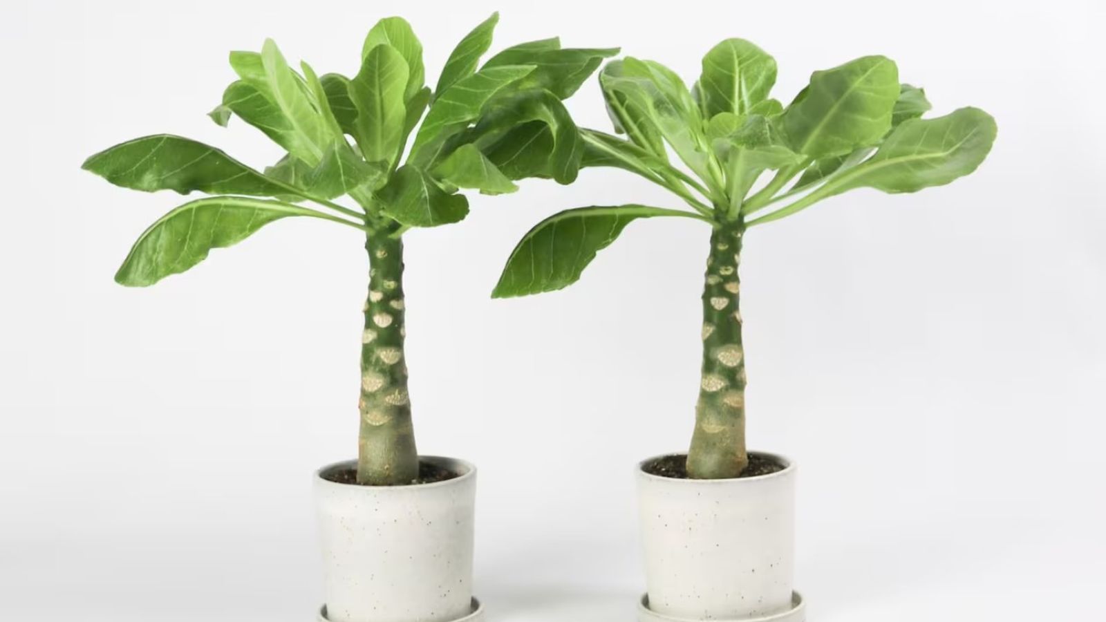 Pack de dos Brighamia insignis o palmera hawaiana.