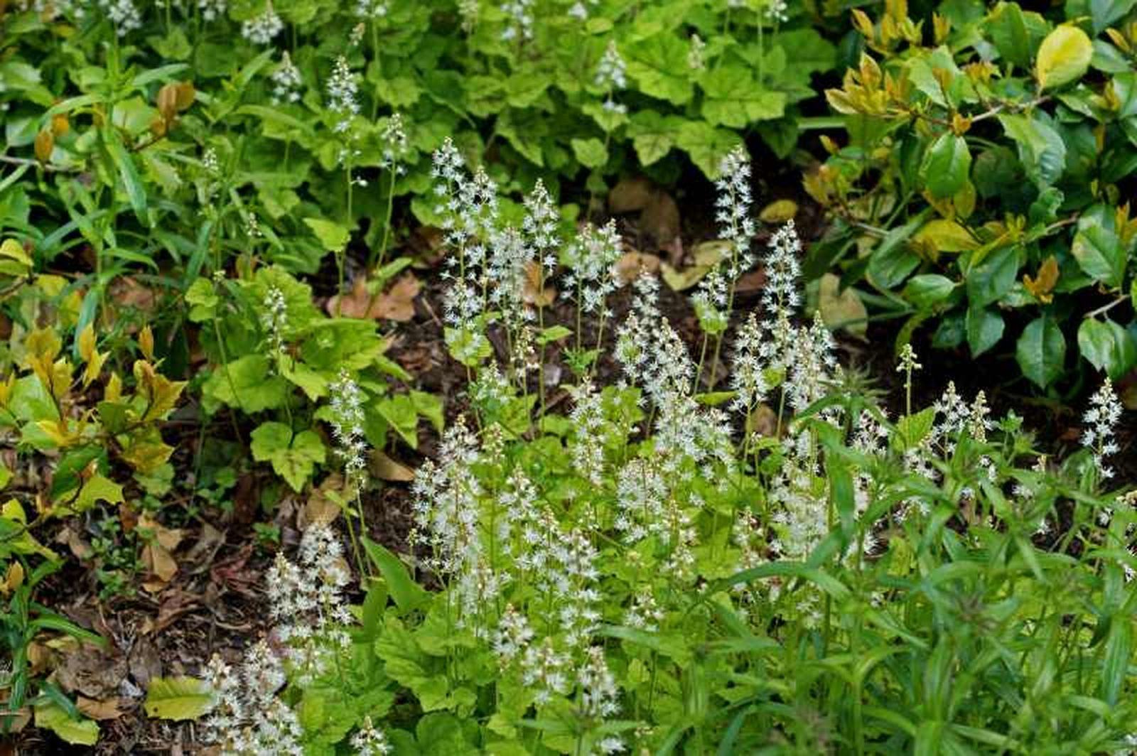 Tiarella cordifolia Tiarella cordifolia
