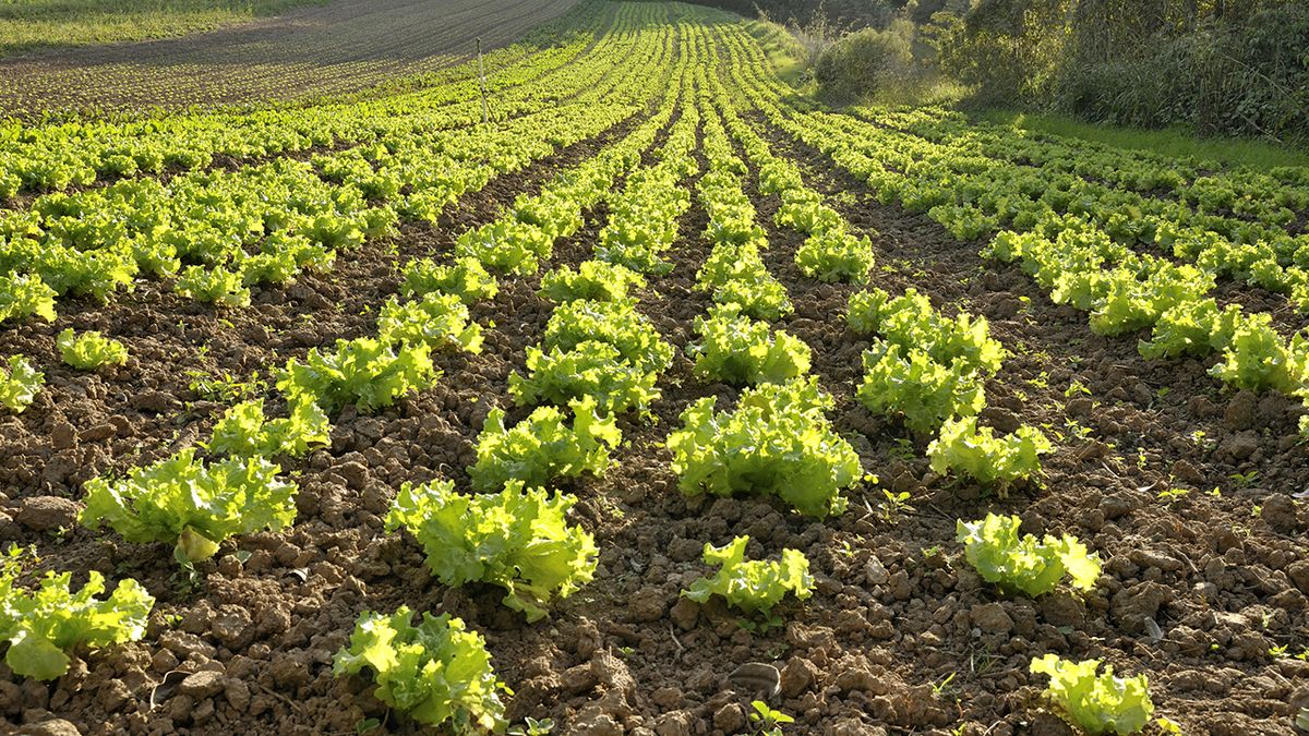 jardineria septiembre5