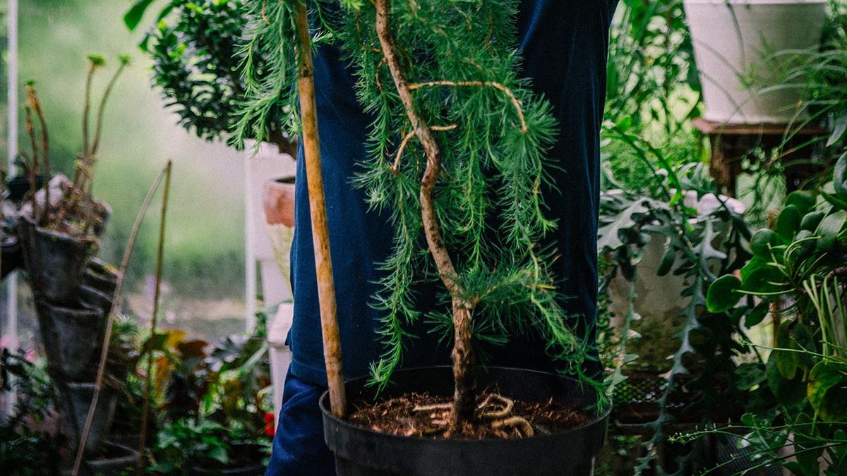 brico 1034 alerce larix decidua horstmann recurved tutores