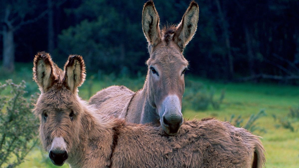 burro pareja
