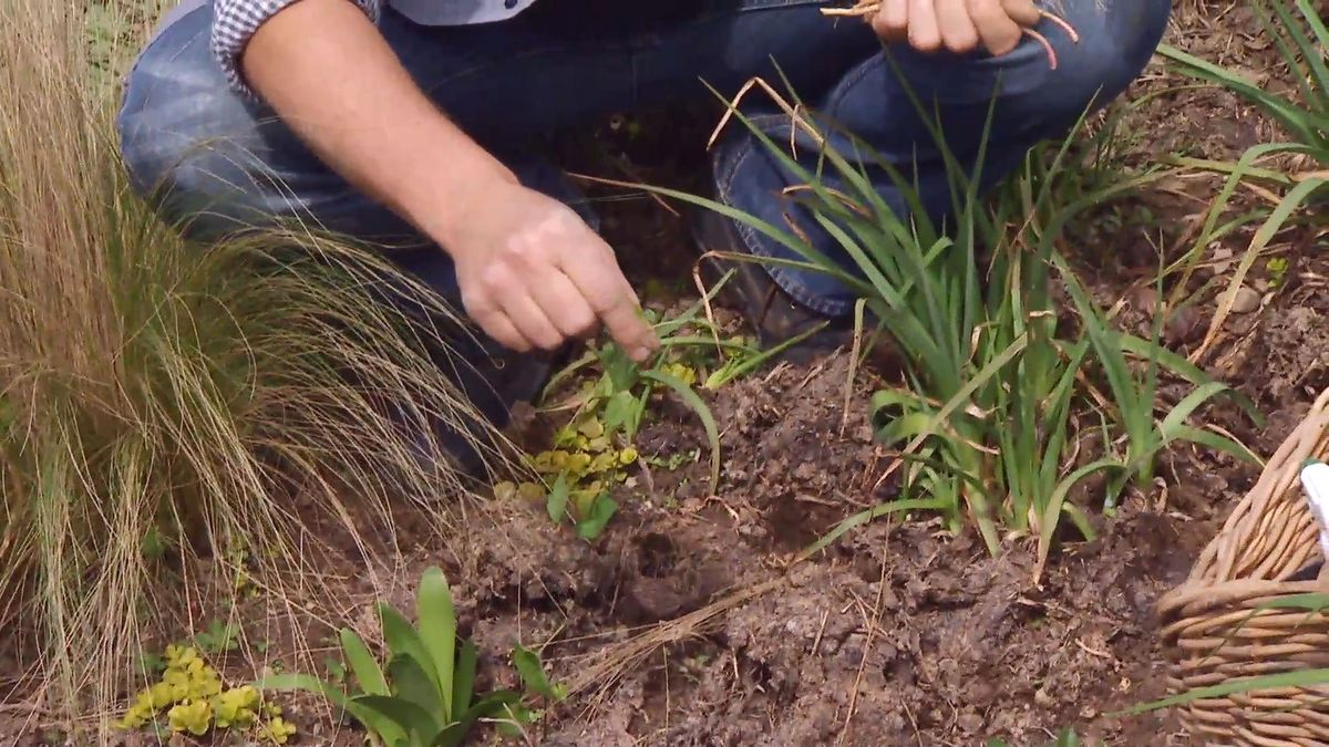 deco 658 herbicidas cesped jardin correhuela