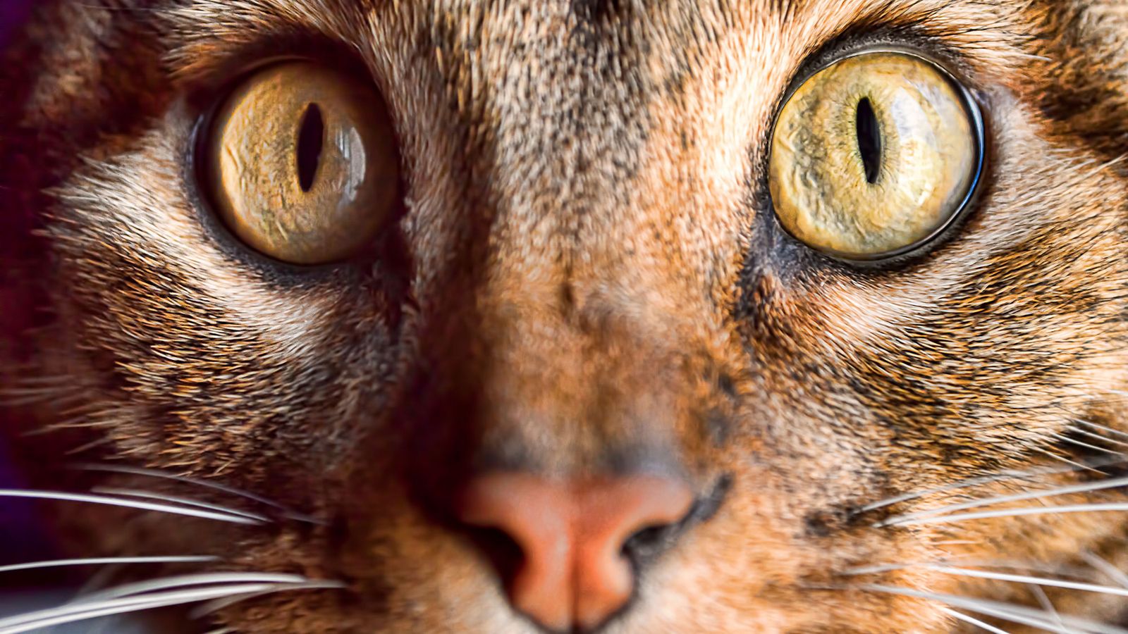 como ven gatos ojos