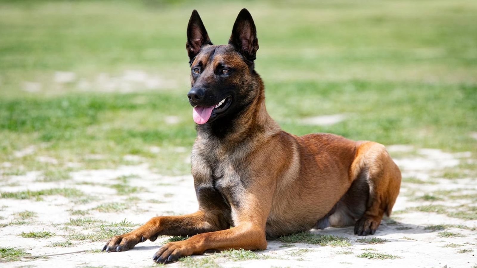 pastor belga malinois pastor belga malinois