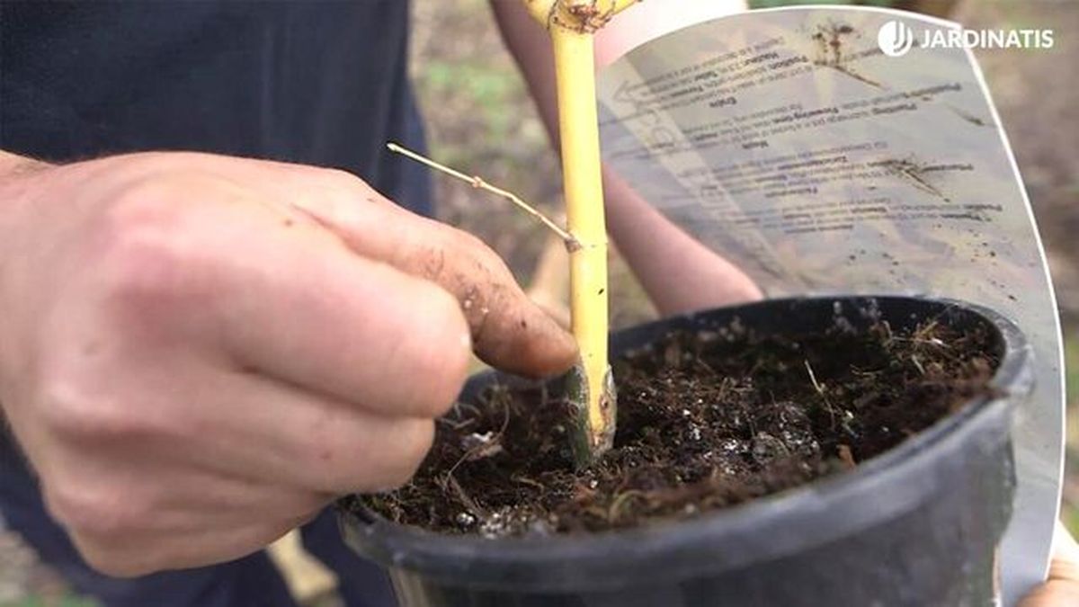 brico 1025 jardin injerto Acer Palmatum