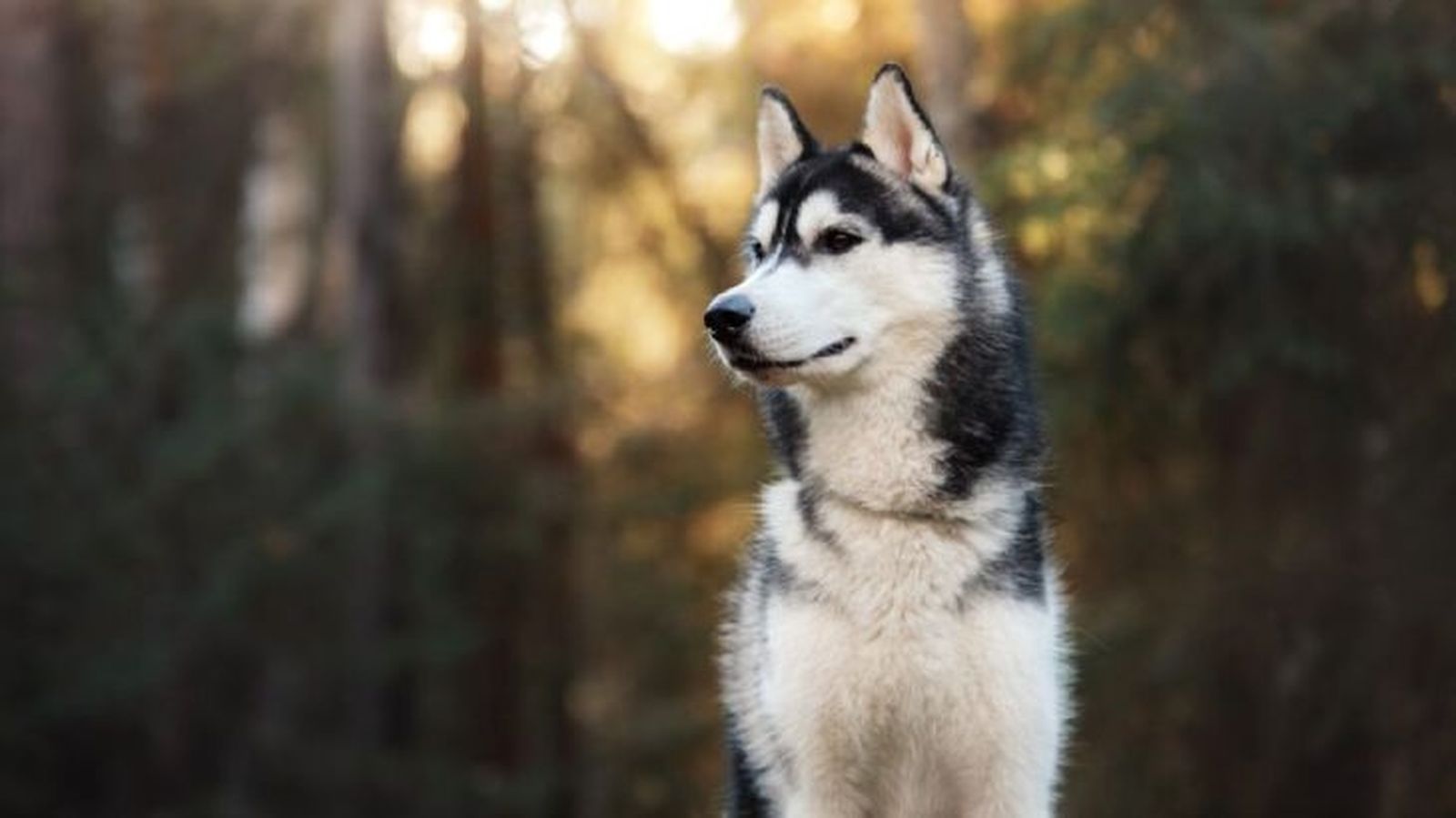 Perro husky siberiano mirando atentamente