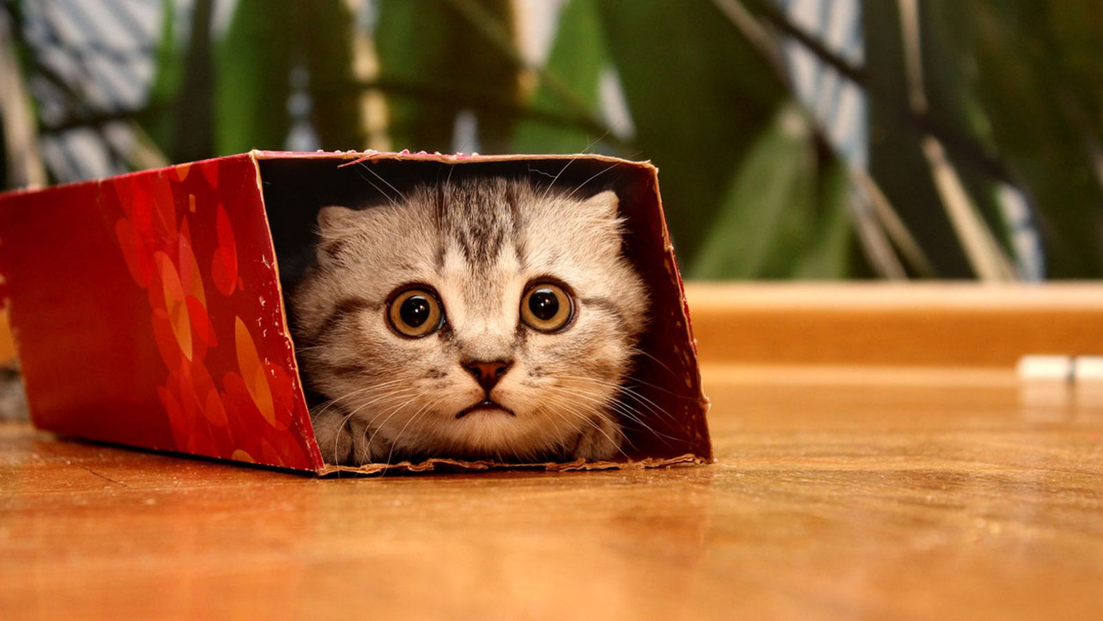 gato caja carton gato caja carton