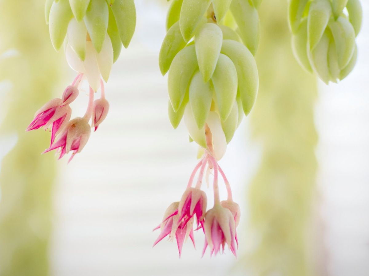 Sedum morganianum.