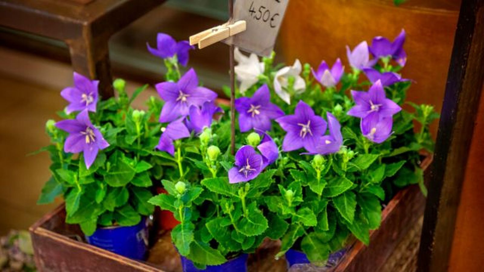 Platycodon grandiflorus Platycodon grandiflorus
