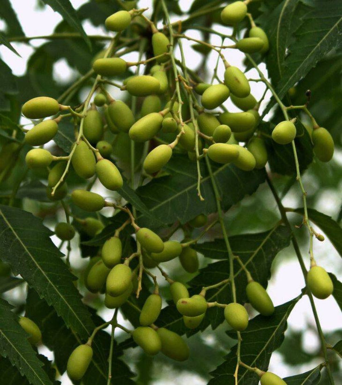 azadirachta indica conocido como neem