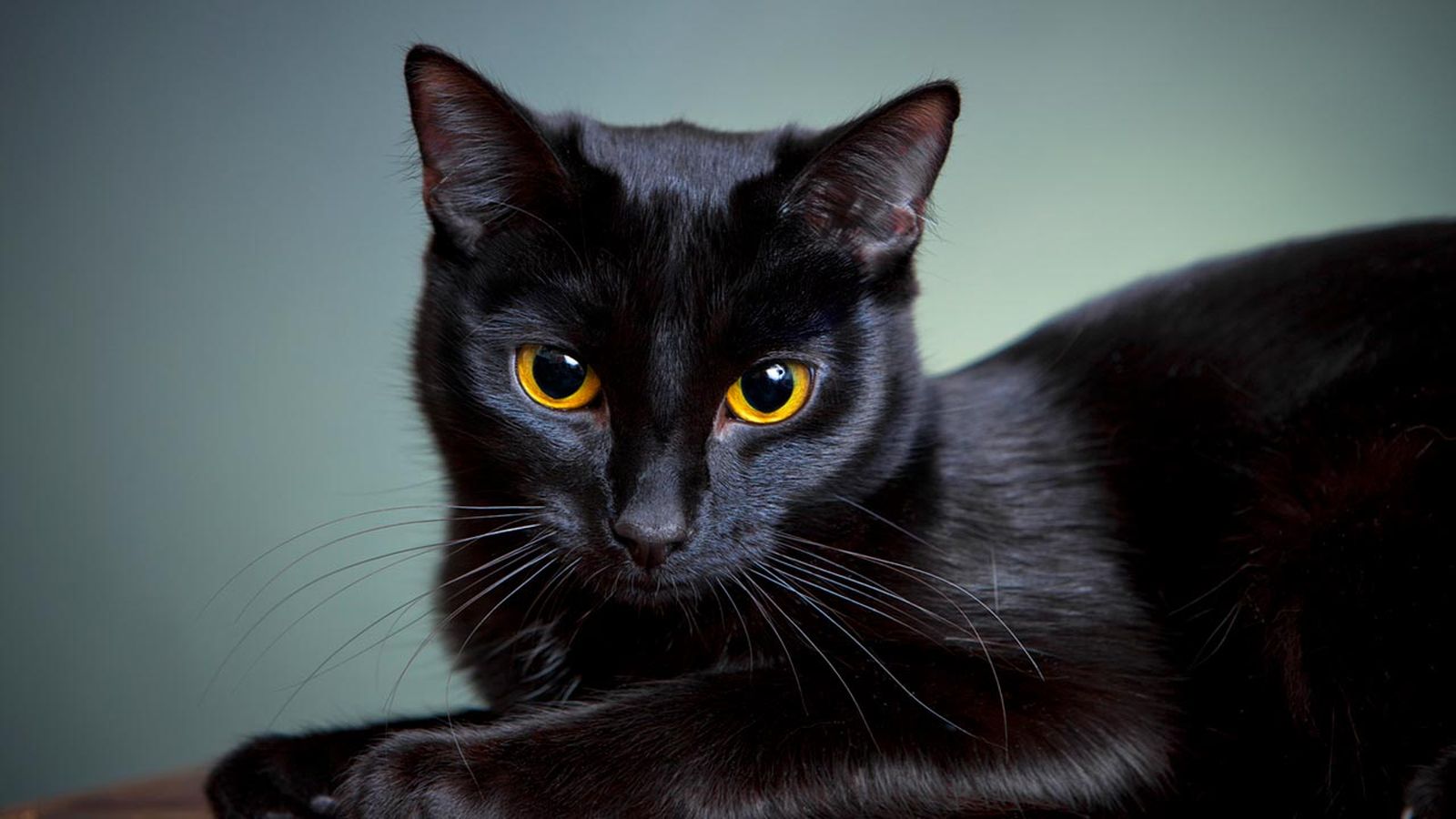 gato negro gato negro