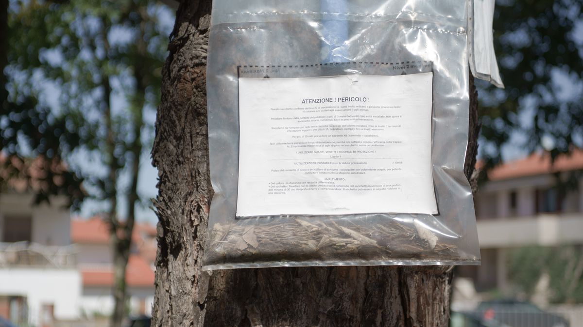 El tratamiento depende del ciclo de la plaga