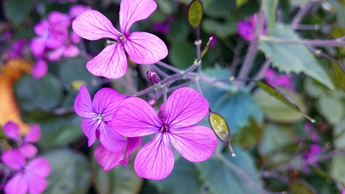 Lunaria annua flor morada