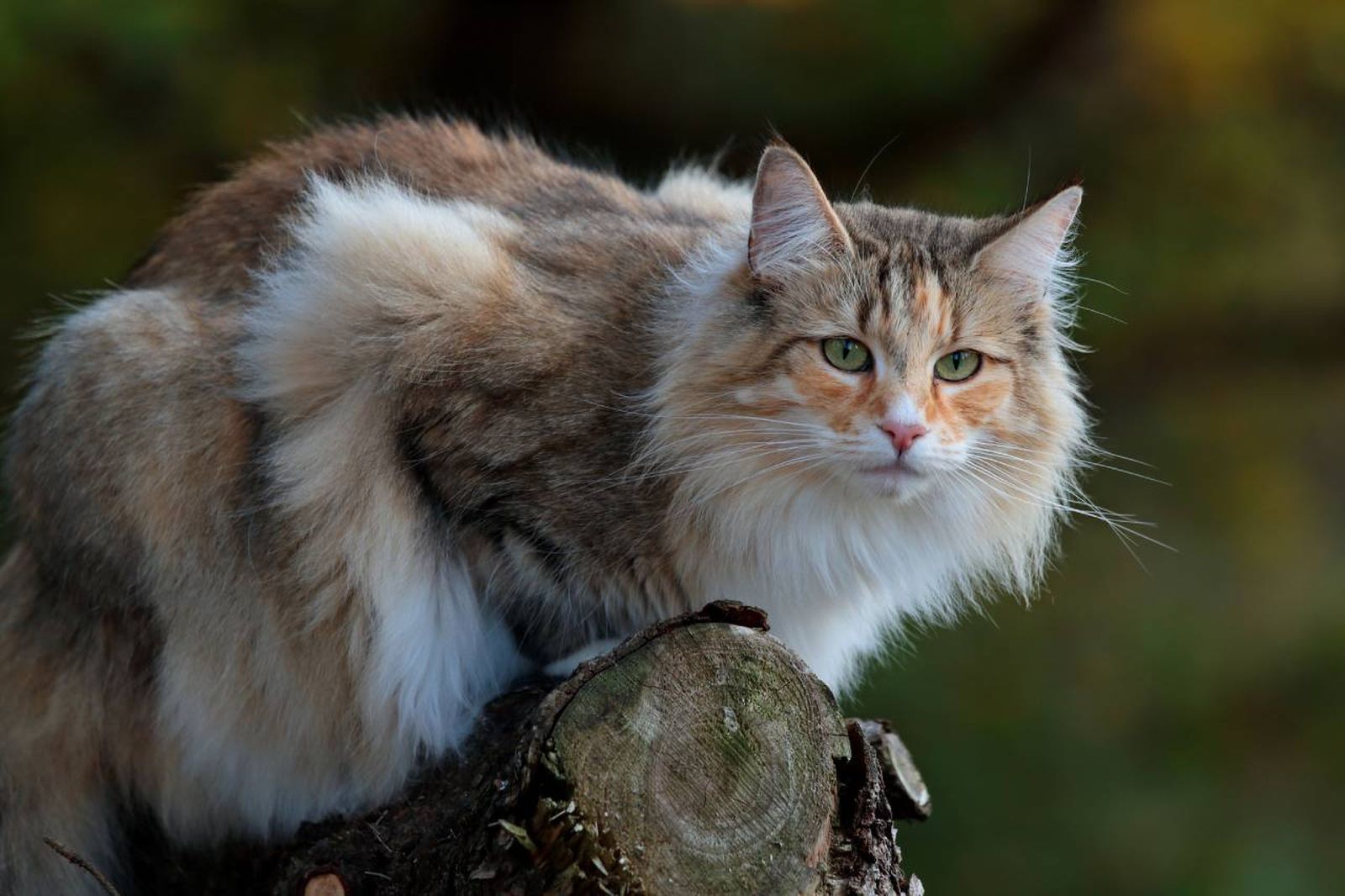 Un gato popular por su resistencia al frío y su historia ligada a la mitología nórdica. Un gato popular por su resistencia al frío y su historia ligada a la mitología nórdica.