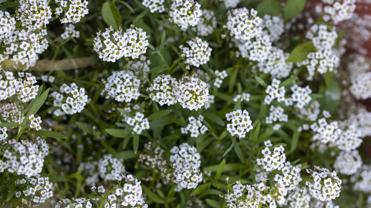 planta lobularia maritima