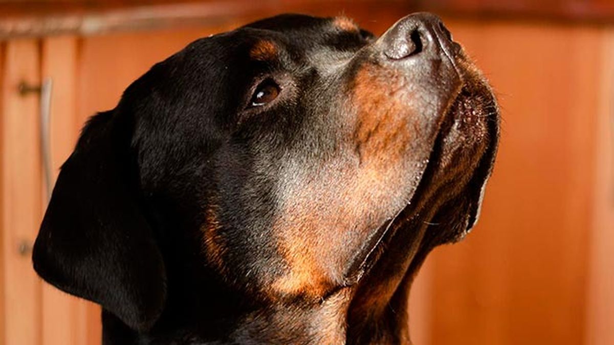 vision canina 4 rottweiller observando fijamente