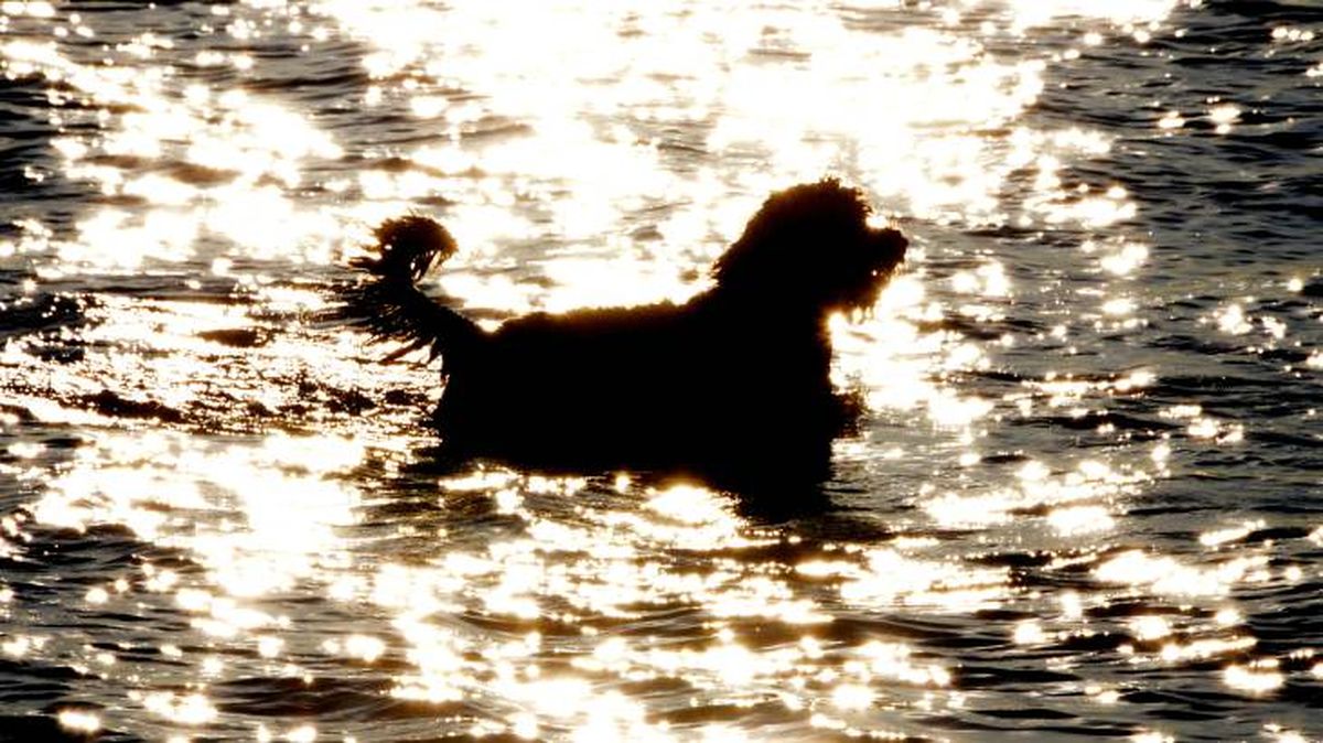perro de agua portugues cuidados