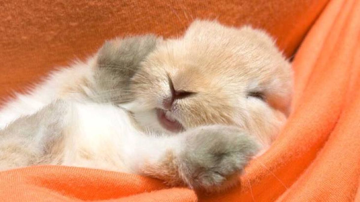 conejos para tener en casa (1)