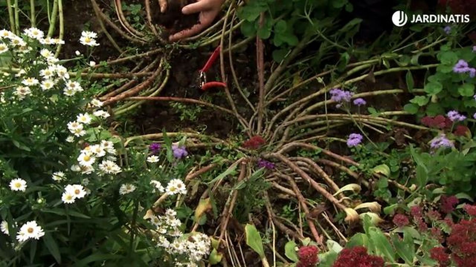 deco 747 jardineria no abonar el sedum spectabile deco 747 jardineria no abonar el sedum spectabile