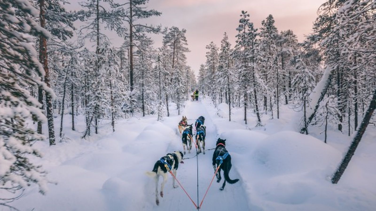 husky siberiano 13 husky siberiano 13