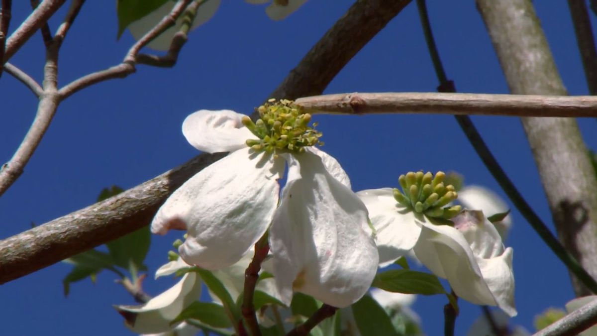 deco 694 cornejo florido flor