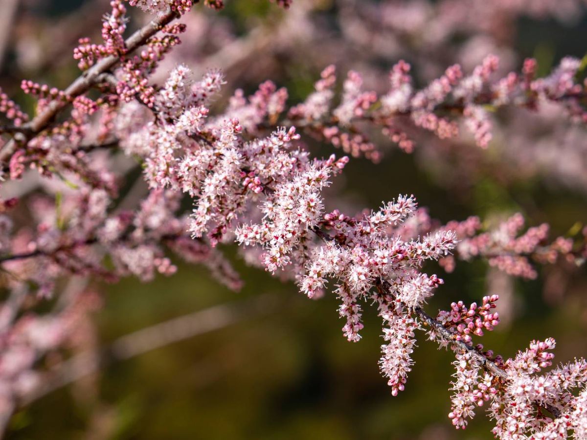 El momento ideal para plantar este árbol es la primavera.